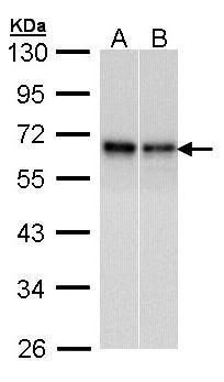 Rad9 antibody