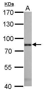 radixin Antibody