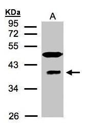 ribonucleic acid export 1 Antibody