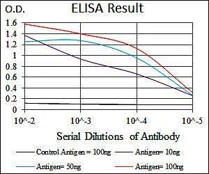 RAF1 Antibody