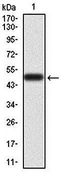 RAF1 Antibody