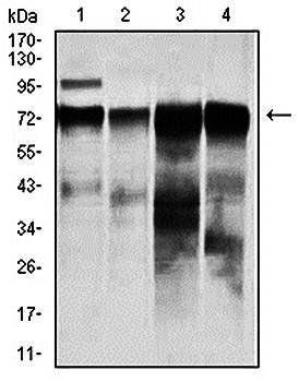 RAF1 Antibody