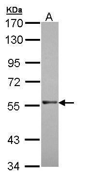 RAG2 Rabbit Polyclonal Antibody