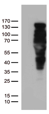RANBP1 Antibody