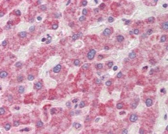 RANGAP1 Antibody