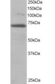RANGAP1 Antibody