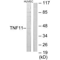 TNFSF11 Antibody