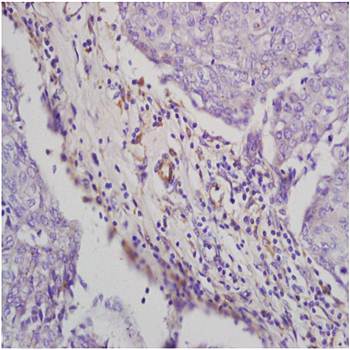 RAP2B Rabbit Polyclonal Antibody