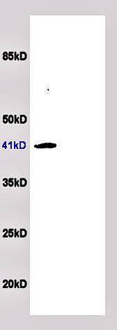 RAP2B Rabbit Polyclonal Antibody