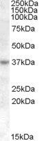 Goat anti-RASSF7 / HRAS1 Antibody