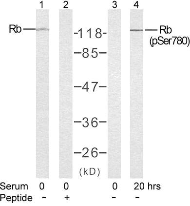 Rb (Phospho-Ser780) Antibody