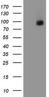 RBBP7 Antibody