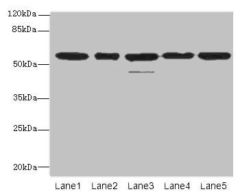 RBBP4 Antibody