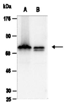 RBBP5 (N) Antibody, Rabbit Polyclonal