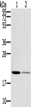 RBBP9 Antibody