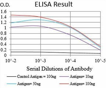 RBL2 Antibody
