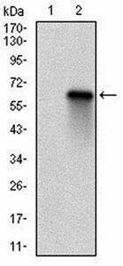 RBL2 Antibody