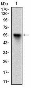 RBL2 Antibody