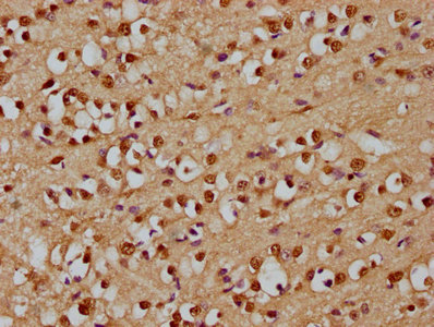 RBL2 Antibody