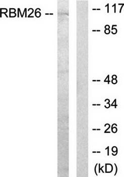 RBM26 Antibody