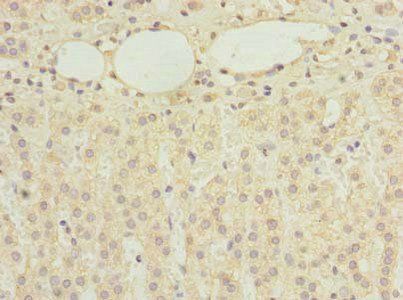 RBMS2 Antibody