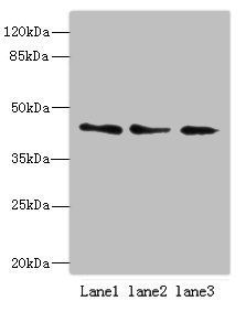 RBMS2 Antibody