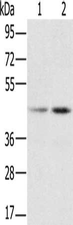 RBMX Antibody