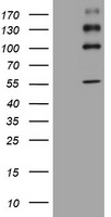 RBP1 Antibody