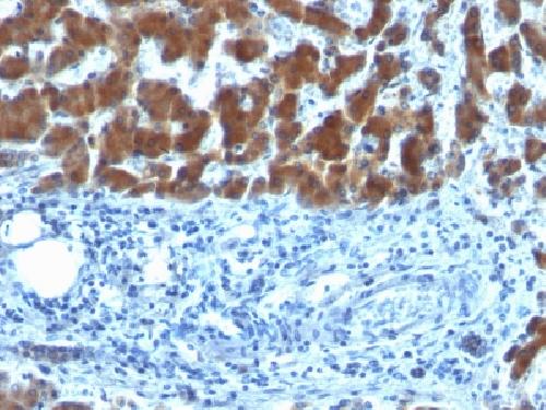 RBP1 Antibody
