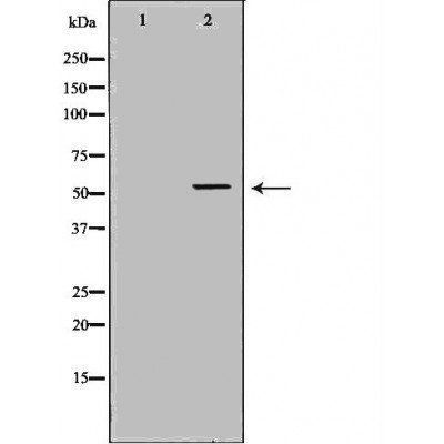RBPJ Antibody