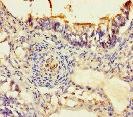 RBPMS Antibody