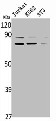 RDX Antibody