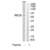 REC8 Antibody