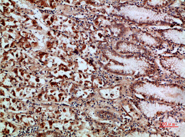 REL Antibody