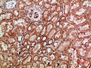 REL Antibody