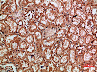 REL Antibody