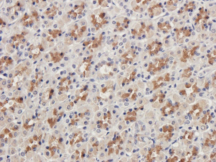 RELM alpha Rabbit Polyclonal Antibody