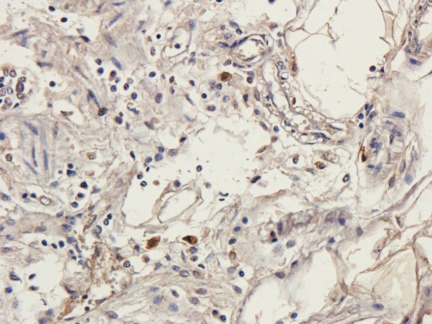 RELM alpha Rabbit Polyclonal Antibody