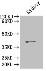 Ren2 Antibody
