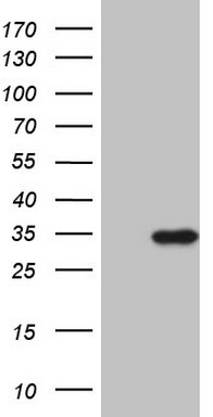 Renin Antibody
