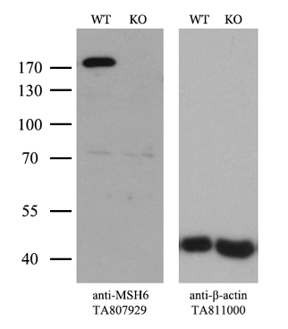 Renin Antibody