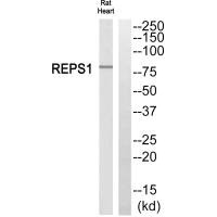 REPS1 Antibody