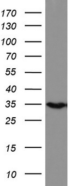 RGMA Antibody