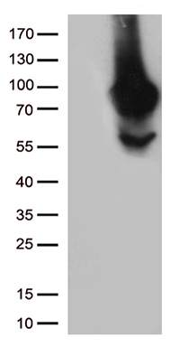 RGMA Antibody