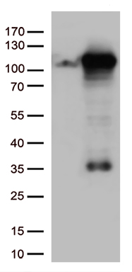 RGMA Antibody