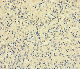 RETN Antibody