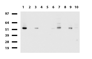 REV1 Antibody