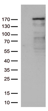 REV1 Antibody