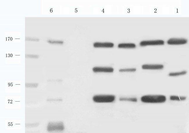 REV1 Rabbit Polyclonal Antibody