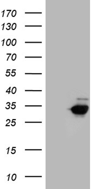 Rex1 Antibody